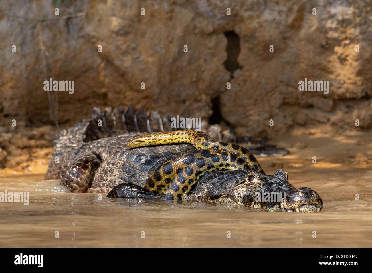 Alligator, der versucht, der Schlange zu entkommen BRASILIEN AUFREGENDE Bilder zeigen einen Kaimanalligator, der eine gelbe Anakonda wie eine Krawatte trägt. Die 1,6-Fuß-Lo Stockfoto