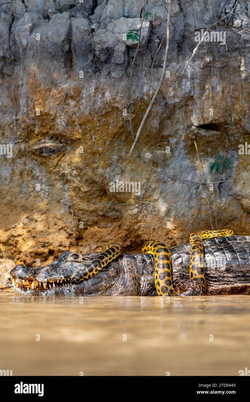 Alligator und Anaconda BRAZIL SPANNENDE Bilder zeigen einen Kaiman-Alligator, der eine gelbe Anaconda wie eine Krawatte trägt. Die 1,2 m lange Anaconda hat den überdeckten Stockfoto