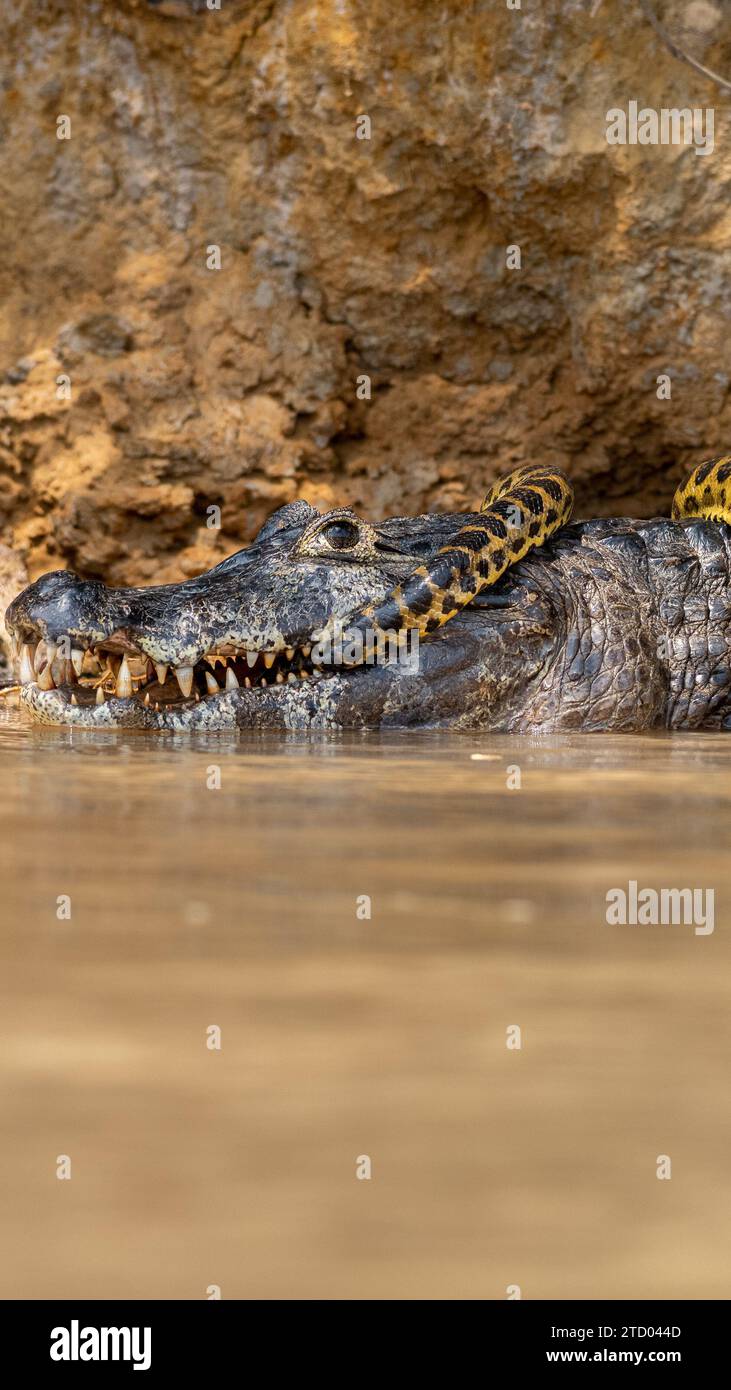 Wilde Jagd in BRASILIEN AUFREGENDE Bilder zeigen einen Kaiman-Alligator, der eine gelbe Anakonda wie eine Krawatte trägt. Die 1,2 Meter lange Anaconda hat die neun-Fo-Runde gedeckt Stockfoto