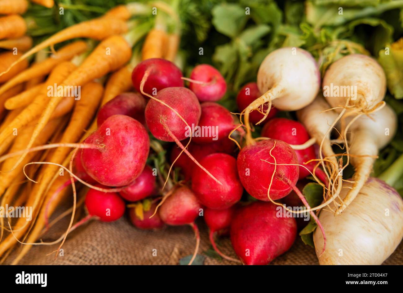 Bauernmarkt, Karotten, Rüben und Radieschen in einem bunten Haufen frischer Gemüse Stockfoto