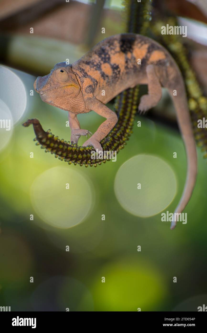 Nosy Bè die wunderschöne kleine Insel Madagaskar, die aus zwei Inseln besteht Stockfoto