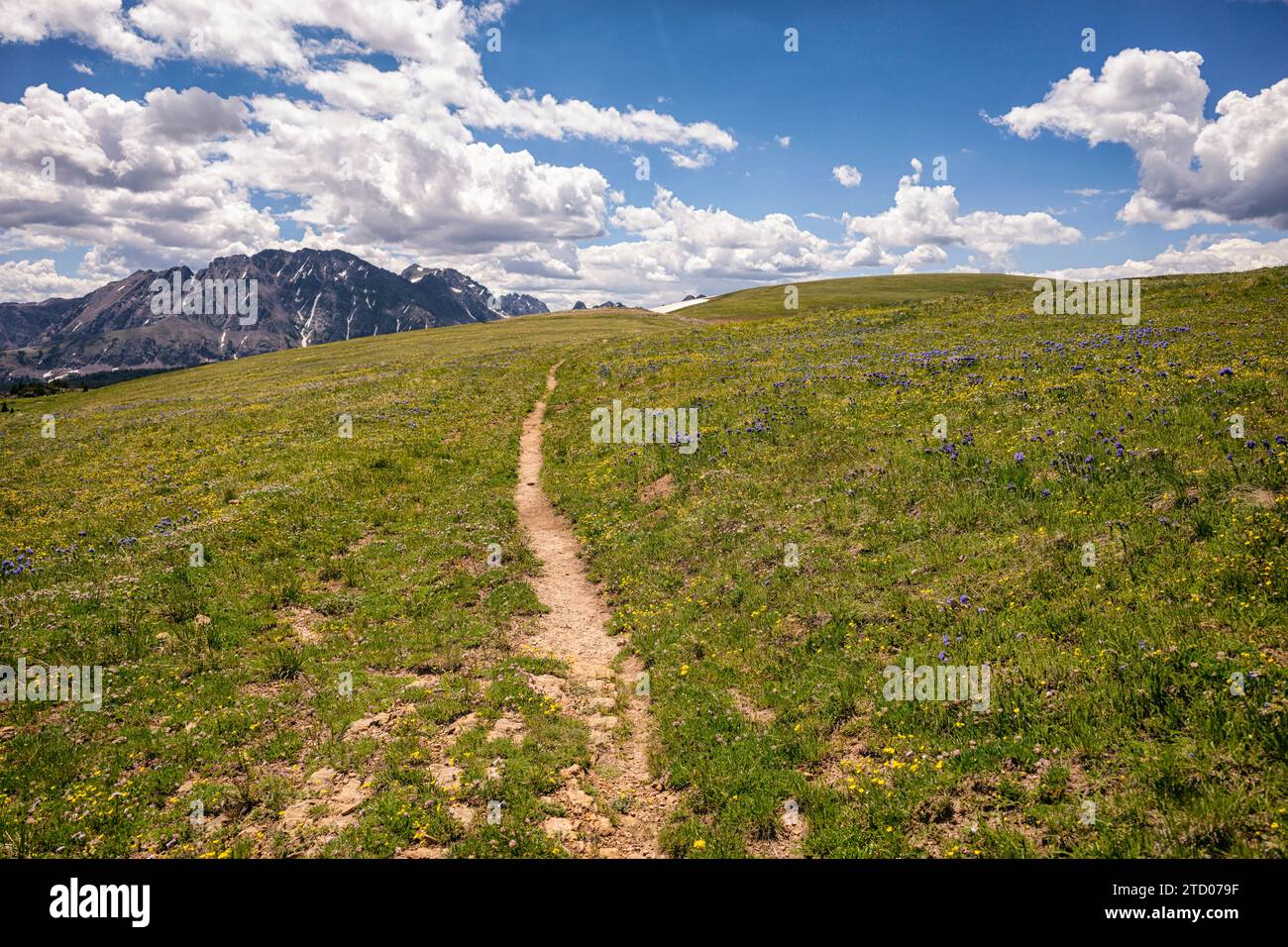 Wanderweg mit Wildblumen in Colorado Stockfoto