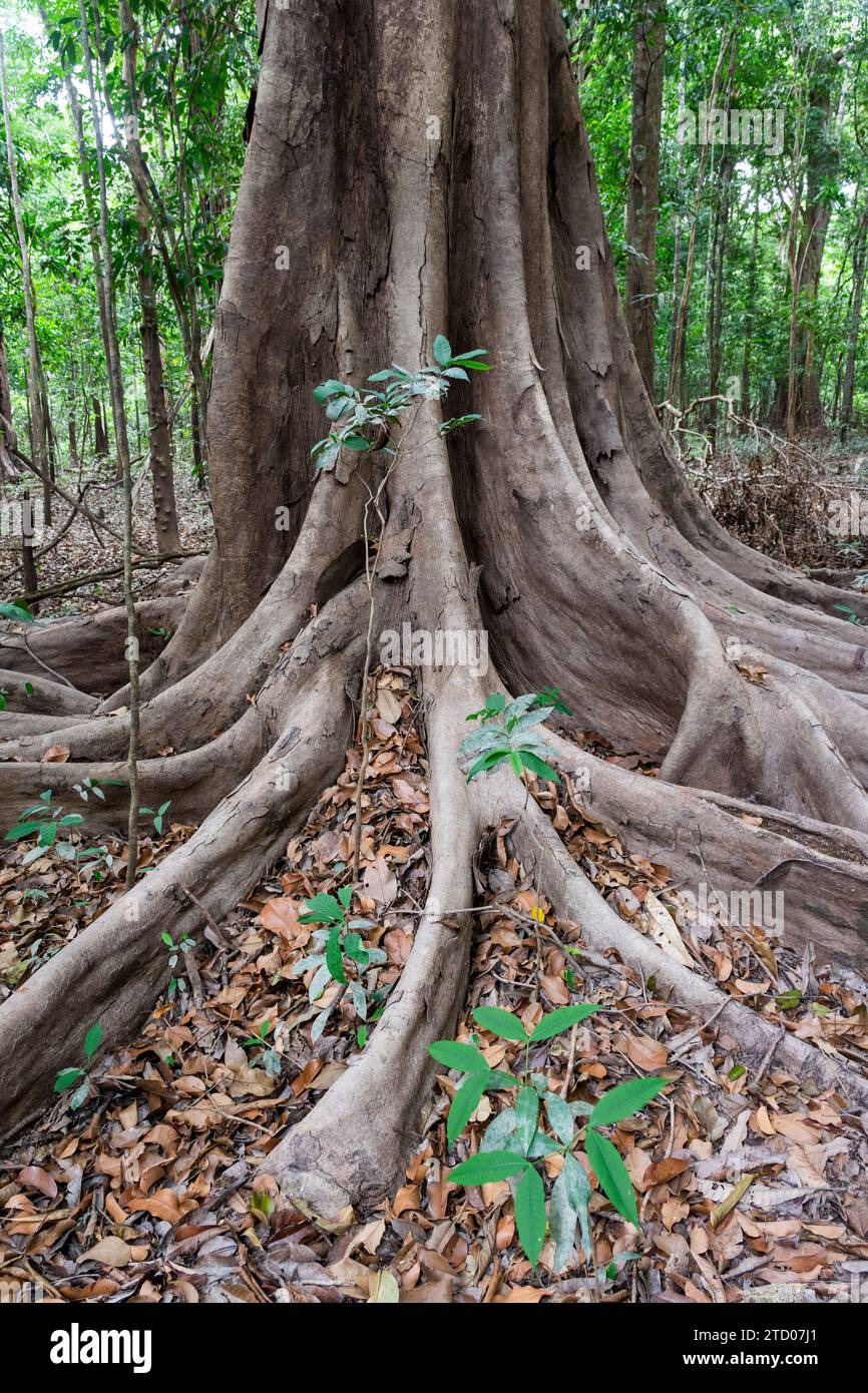 Große Bäume und Wurzeln im Amazonas-Regenwald in der Trockenzeit Stockfoto