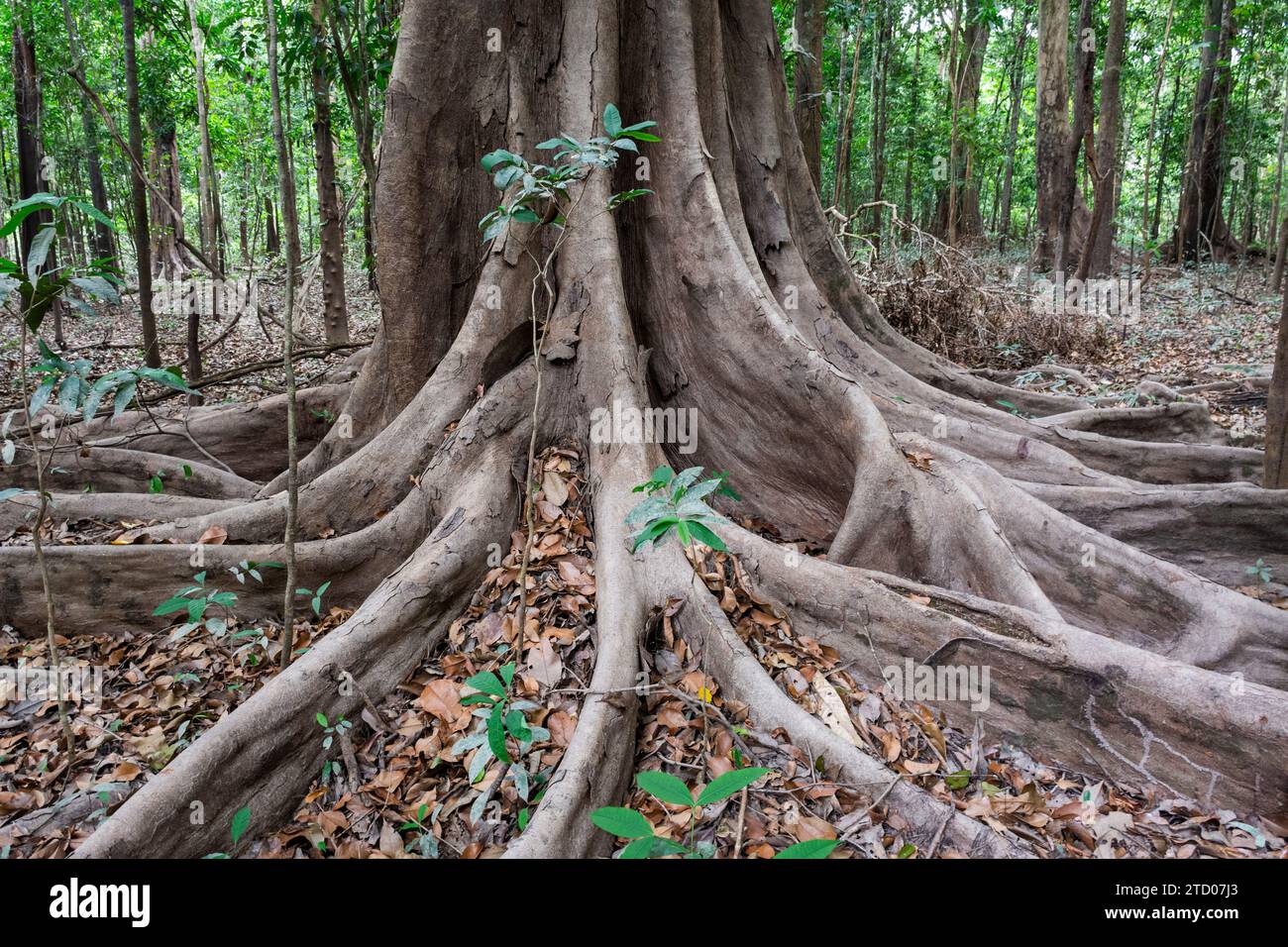 Große Bäume und Wurzeln im Amazonas-Regenwald in der Trockenzeit Stockfoto