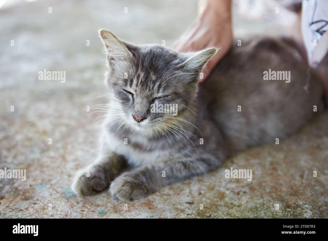 Nahaufnahme einer grauen Katze auf Zementboden Stockfoto