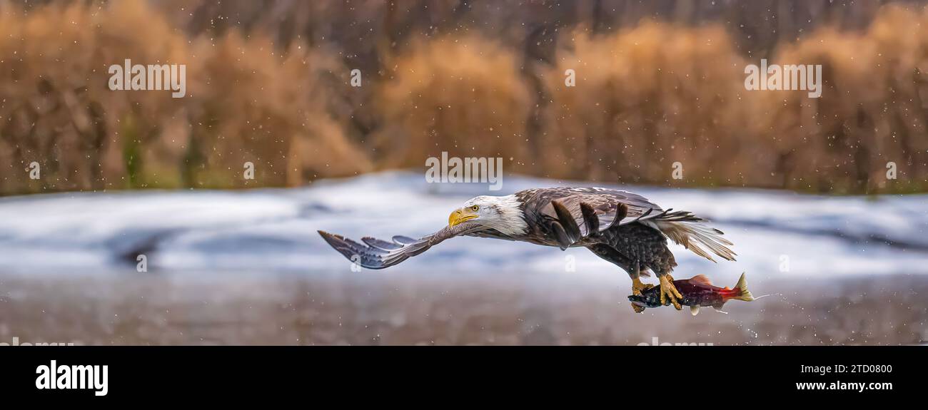 American Eagle fliegt im Regen. Stockfoto