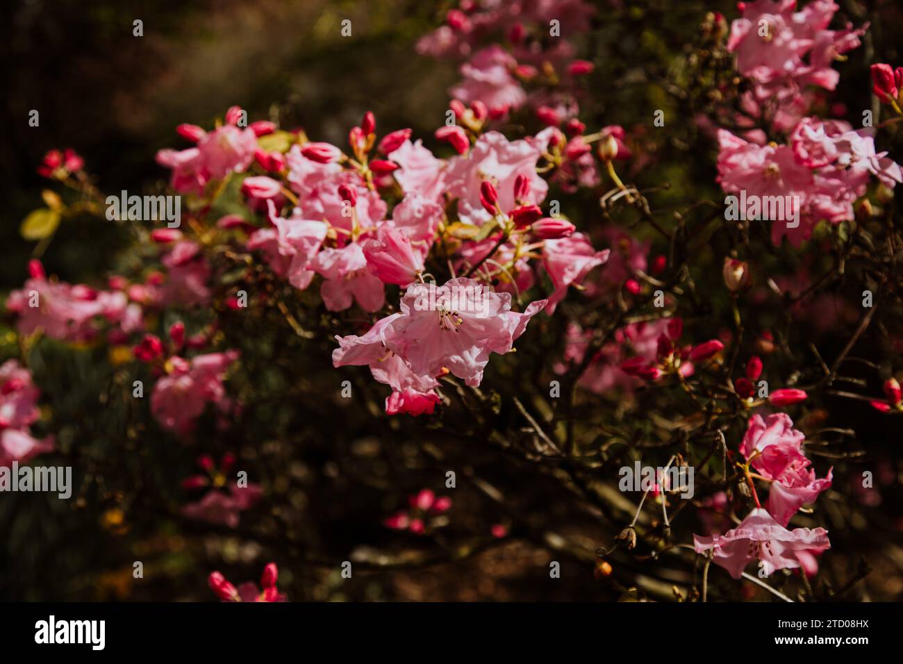 Frische rosa Blüten in den Gärten von British Columbia Stockfoto