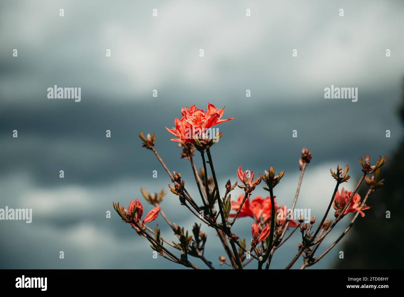 Rosa Blüten vor dem stimmungsvollen Himmel in British Columbia Stockfoto