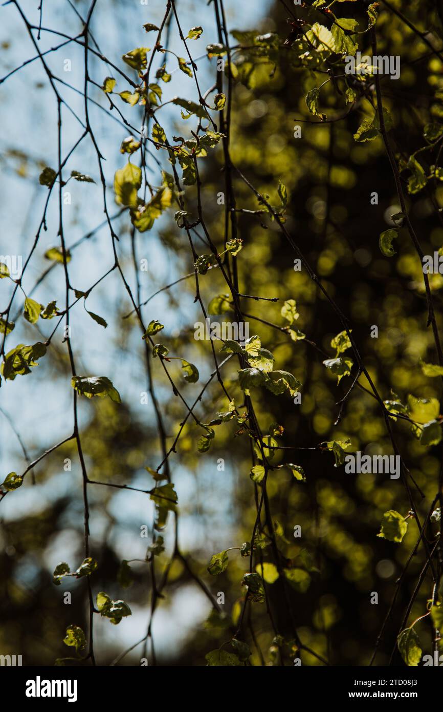 Der neue Frühling bläst im Frühling im Sonnenlicht Stockfoto