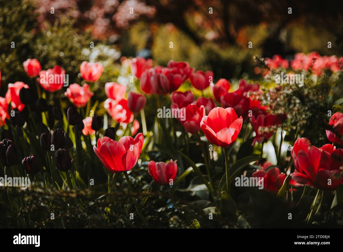 Pinkfarbene und violette Tulpen blühen im Frühling von British Columbia Stockfoto