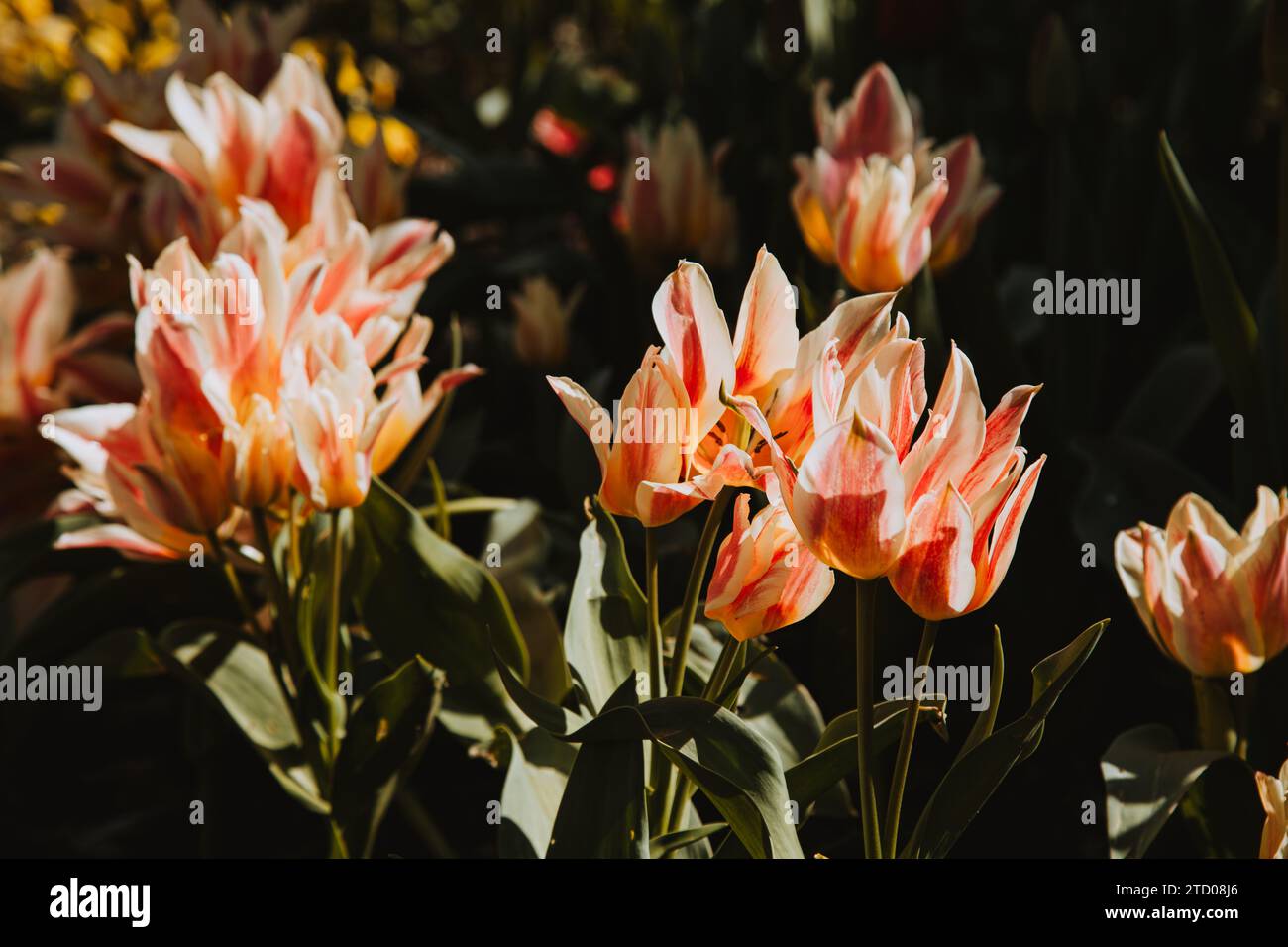 Gelbe und orangene Lilienblüten im Frühling mit dunklem Hintergrund Stockfoto