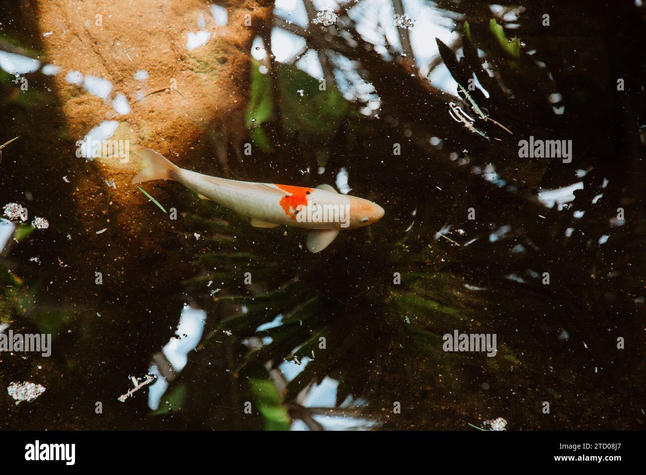 Weißer Fisch orangener Fleck schwimmt im seichten Teich in der Sonne Stockfoto