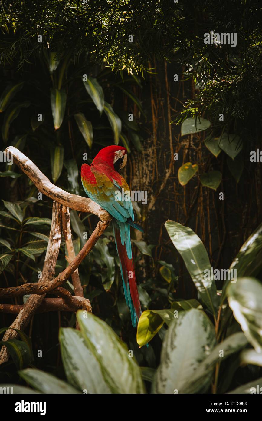 Großer rot-blauer Papagei, der in tropischen Pflanzen sitzt Stockfoto