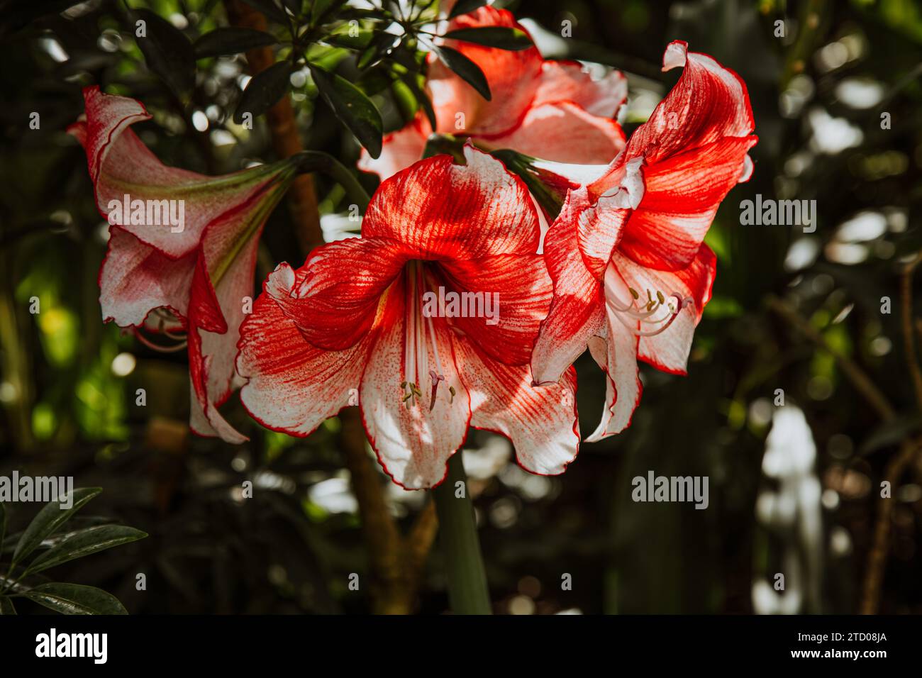 Große rot-weiß blühende tropische Lilienblüten Stockfoto