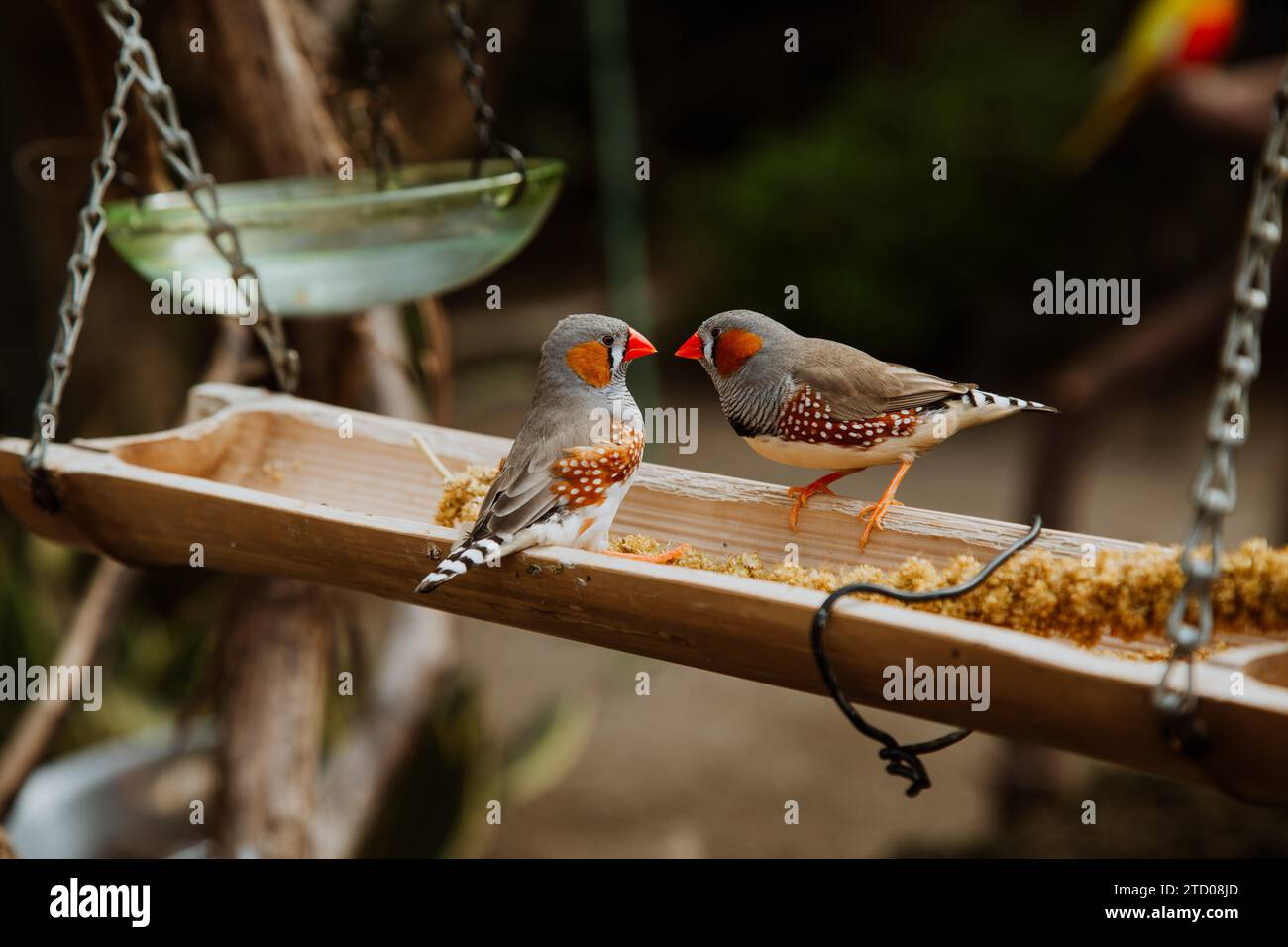 Kleine tropische Vögel Seite an Seite mit roten Schnäbeln Stockfoto