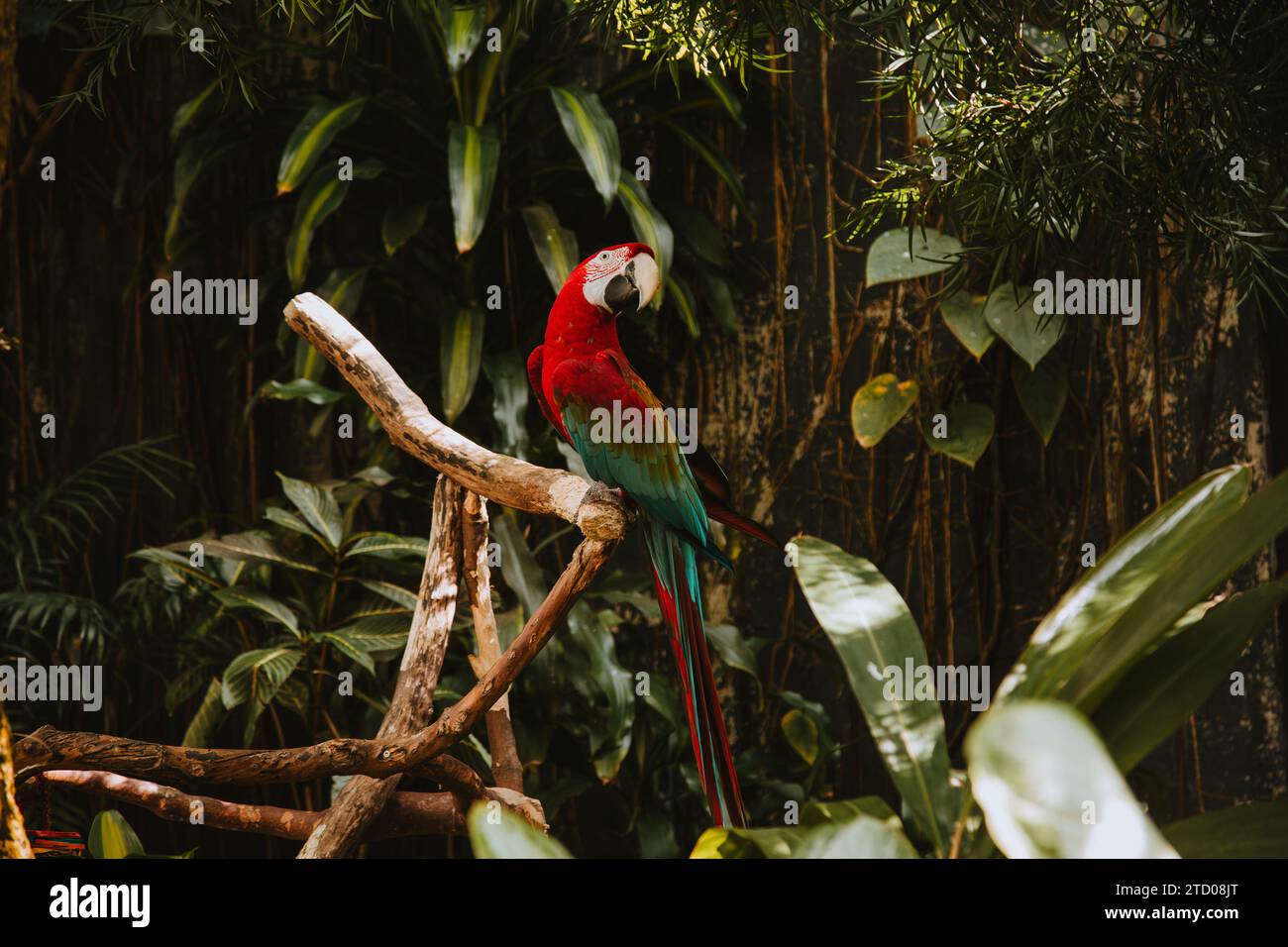 Großer rot-blauer Papagei, der auf einem Zweig sitzt Stockfoto
