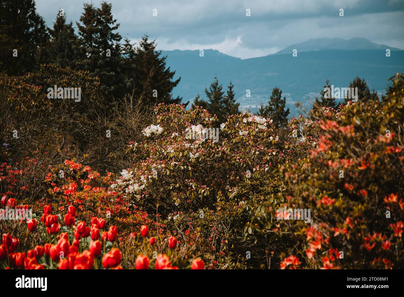Blick auf den Frühling in British Columbia mit Blumen und Bergen Stockfoto