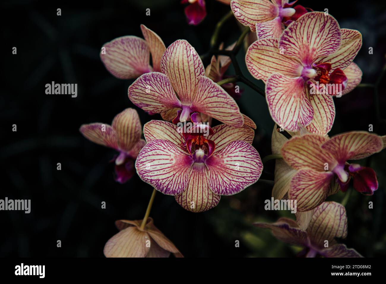 Gelbe und violette Orchideen gegen dunkle Blätter Stockfoto