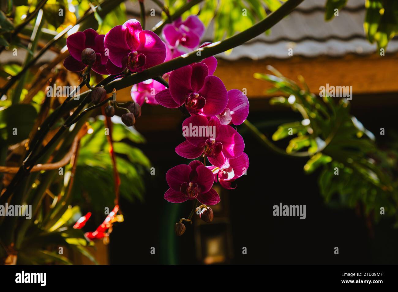 Dunkelrosa Orchideenstränge in stimmungsvollem Licht Stockfoto