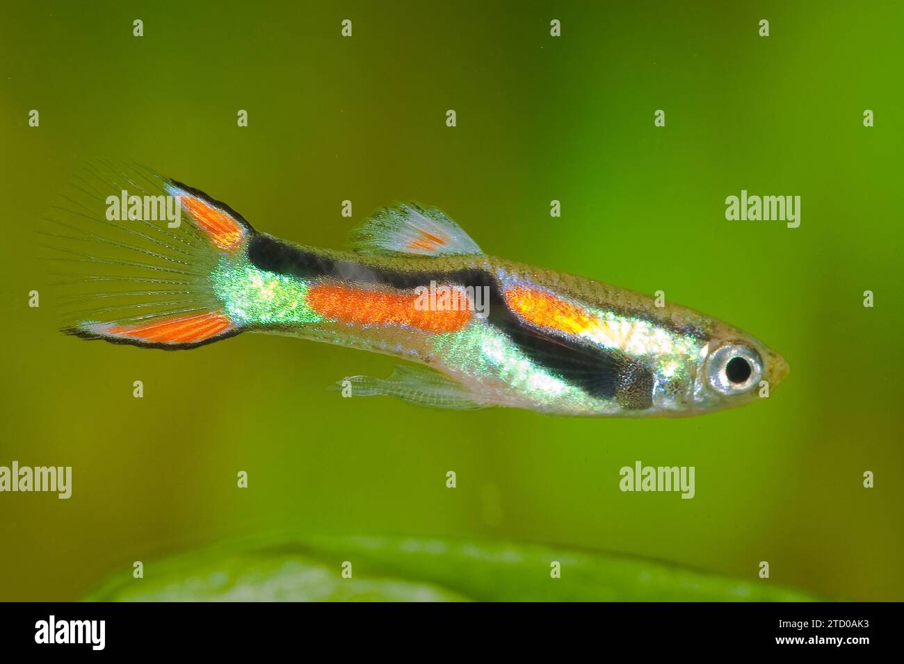 Endlers Guppy, Endlers Lebendträger, Dovermolly (Poecilia wingei), männlich Stockfoto