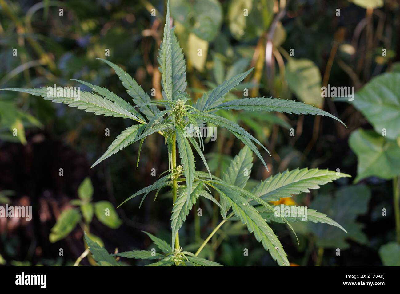 Indischer Hanf, Marihuana, mary jane (Cannabis sativa), weibliche Pflanze mit Blütenstand Stockfoto