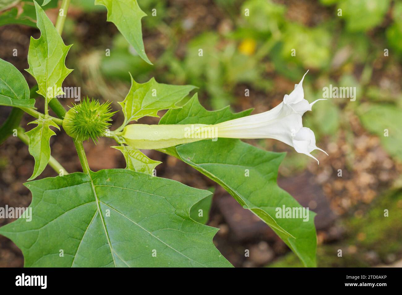 Stramonium, Jimsonweed, Dornapfel, Jimsonunkraut (Datura stramonium), Blume an unreife Frucht, Deutschland, Bayern Stockfoto