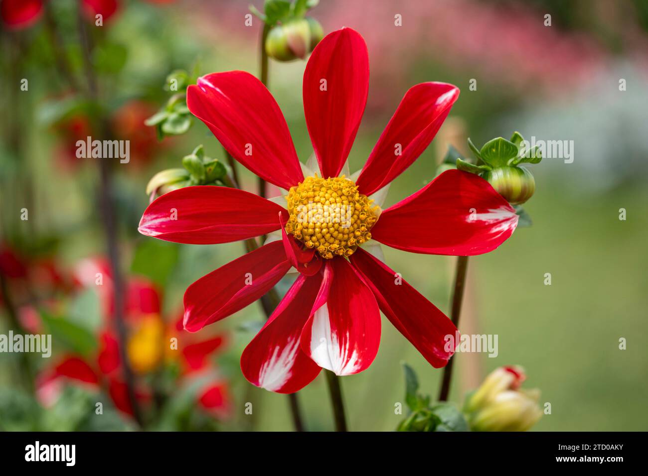 georgina (Dahlia x hortensis), rote Blume der einblühenden Dahlie Stockfoto