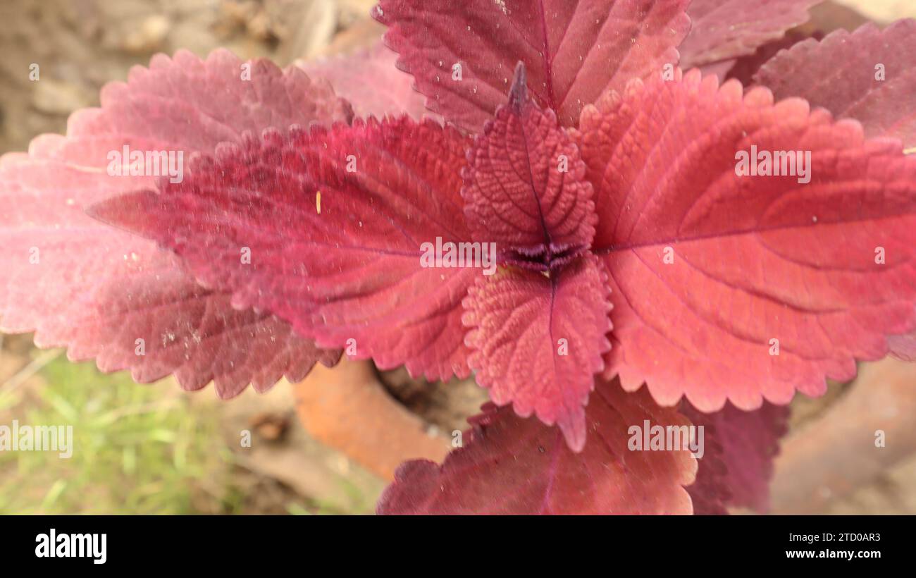 Laub der Pflanze Coleus - hellrote Blätter von oben. Bush der roten Coleaus Stockfoto