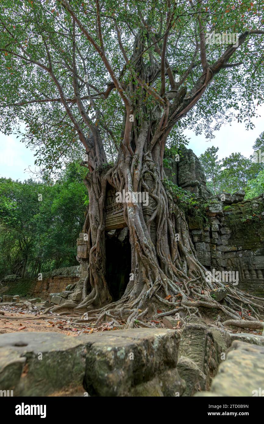 Ein alter Baum mit massiven Wurzeln, der mit den Steinruinen des Tempels Ta Prohm verflochten ist, ein Symbol der Natur, das die architektonischen Wunder von Th zurückerobert Stockfoto