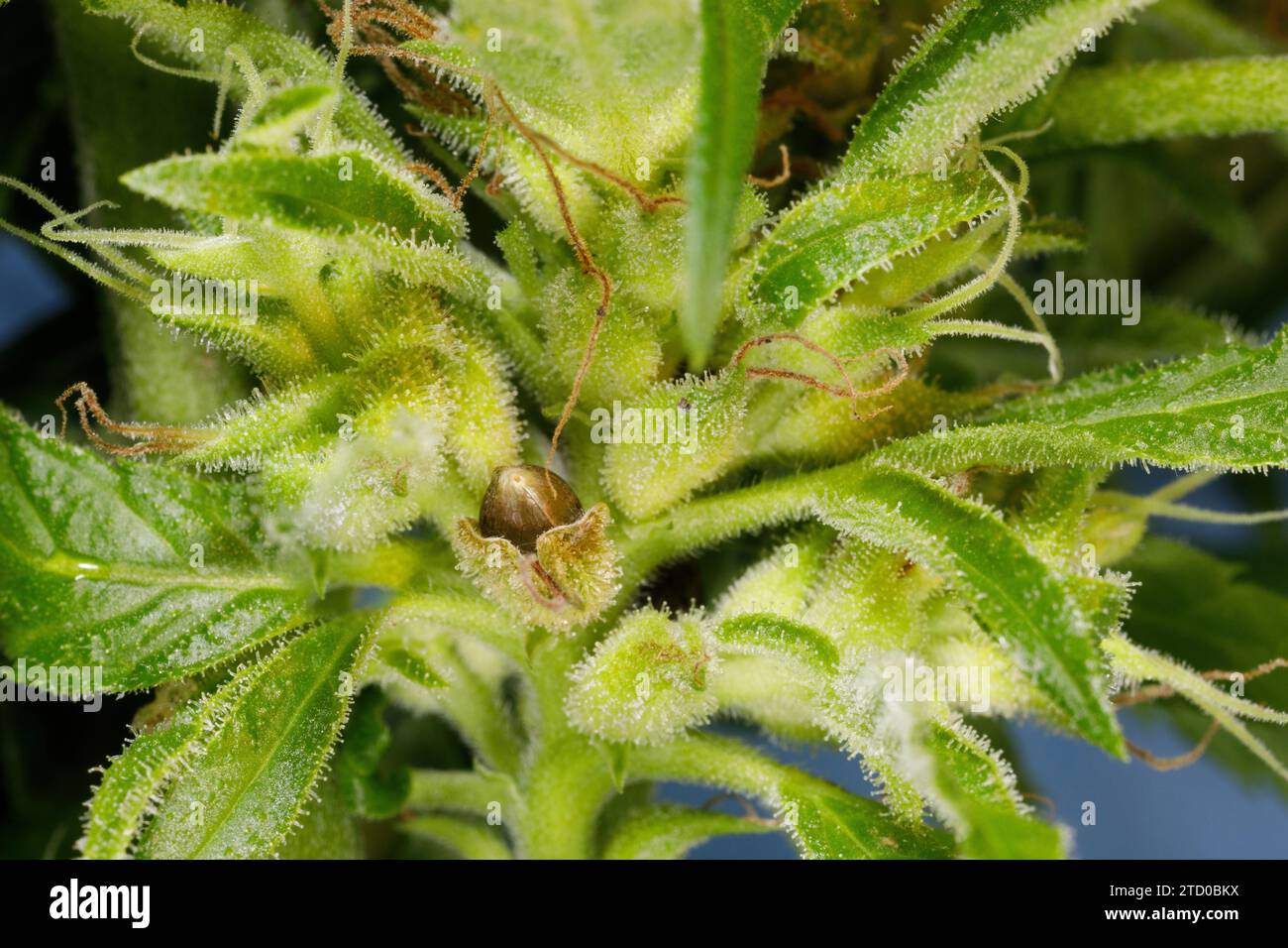 Indischer Hanf, Marihuana, mary jane (Cannabis sativa), Früchte und harzige Trichome auf den kleinen Blättern Stockfoto