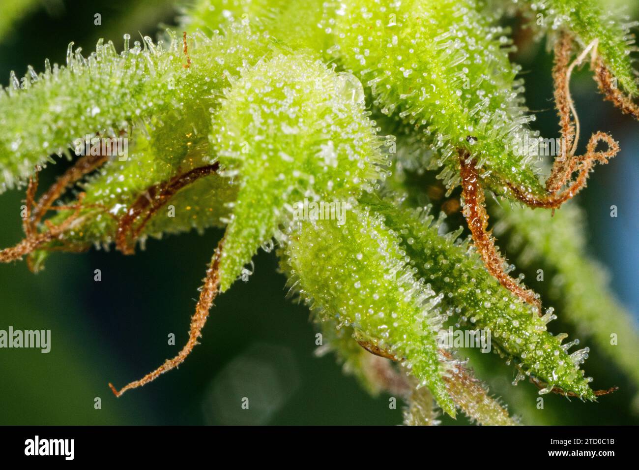 Indischer Hanf, Marihuana, mary jane (Cannabis sativa), weibliche Pflanze, harzige Trichome auf den kleinen Blättern Stockfoto