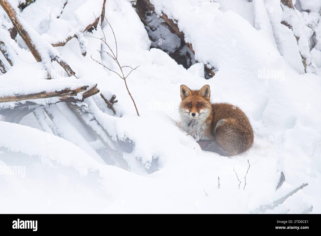 Ein Fuchs kuschelt sich im frischen Schnee der Schweizer Alpen, vor der Kulisse von frostigen Bäumen und unberührter Wildnis. Stockfoto