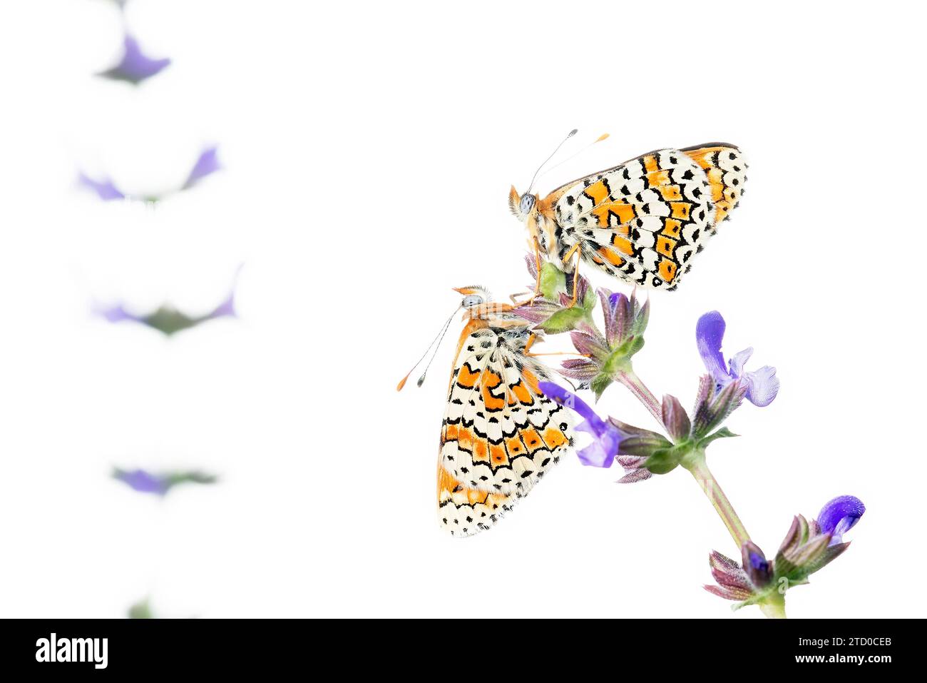 Zwei farbenfrohe Schmetterlinge thronen zart auf Lavendelblüten, mit reinweißem Hintergrund für eine ruhige Atmosphäre. Stockfoto