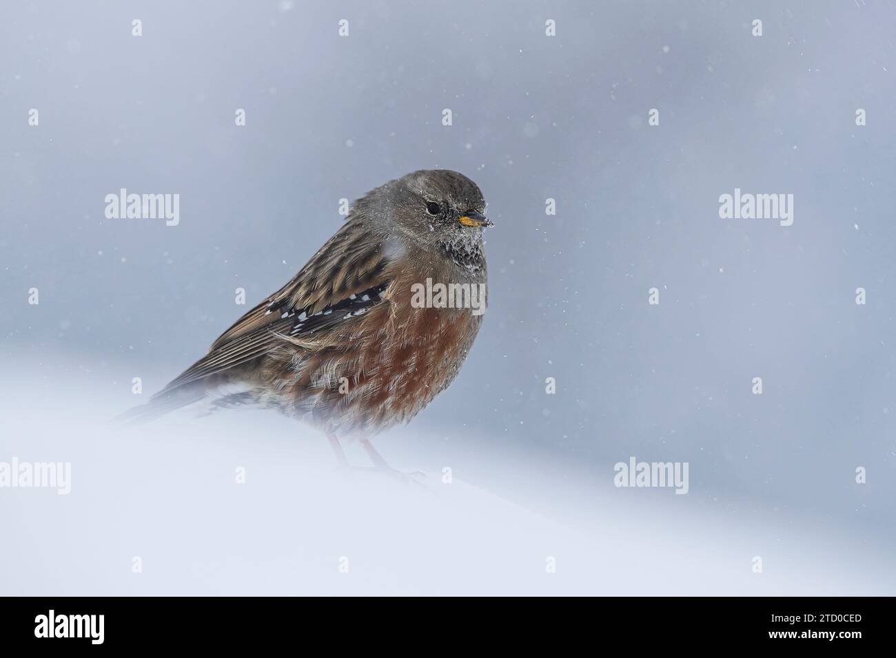 Ein kleiner alpiner accentor-Vogel übersteht einen Schneesturm in den beschaulichen Schweizer Alpen, dessen Federn gegen die Kälte geflutet sind. Stockfoto