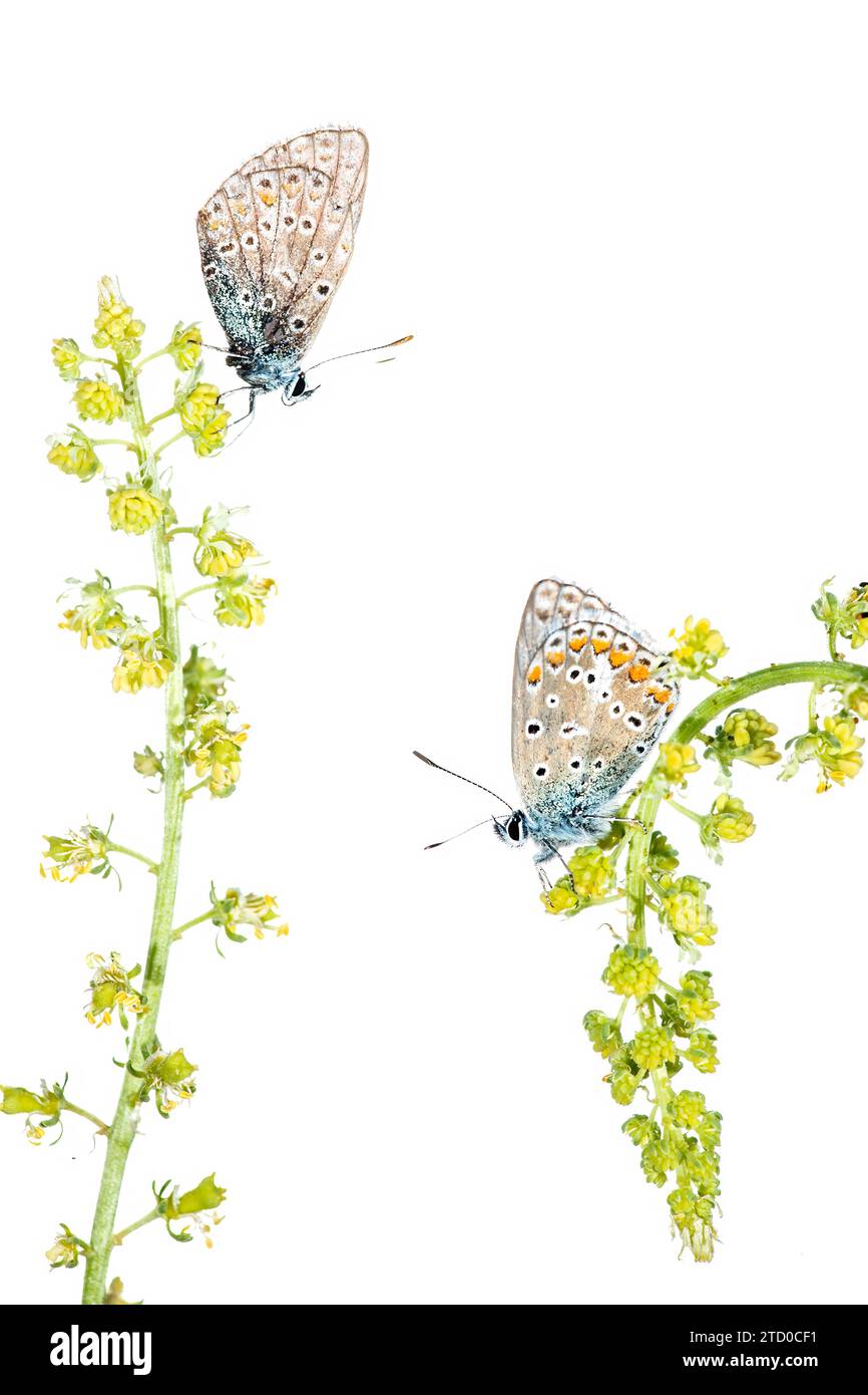 Zwei Schmetterlinge mit komplizierten Mustern ruhen auf zarten grünen Blüten vor weißem Hintergrund. Stockfoto