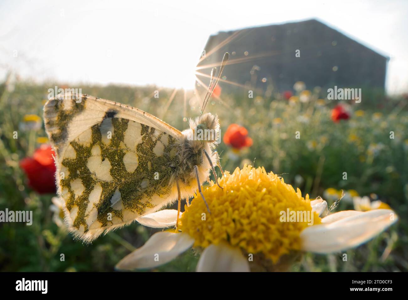 Schmetterling auf einer Blume während eines sonnigen Sonnenaufgangs auf einer Wiese. Stockfoto