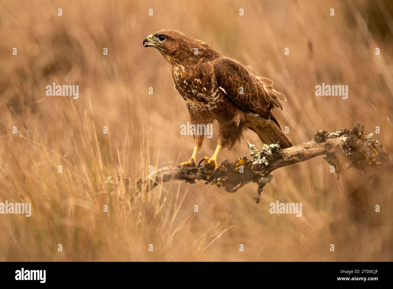 Ein Buteo-Adler steht mit Autorität auf einem Ast, seine scharfen Augen suchen das Gras nach Beute Stockfoto