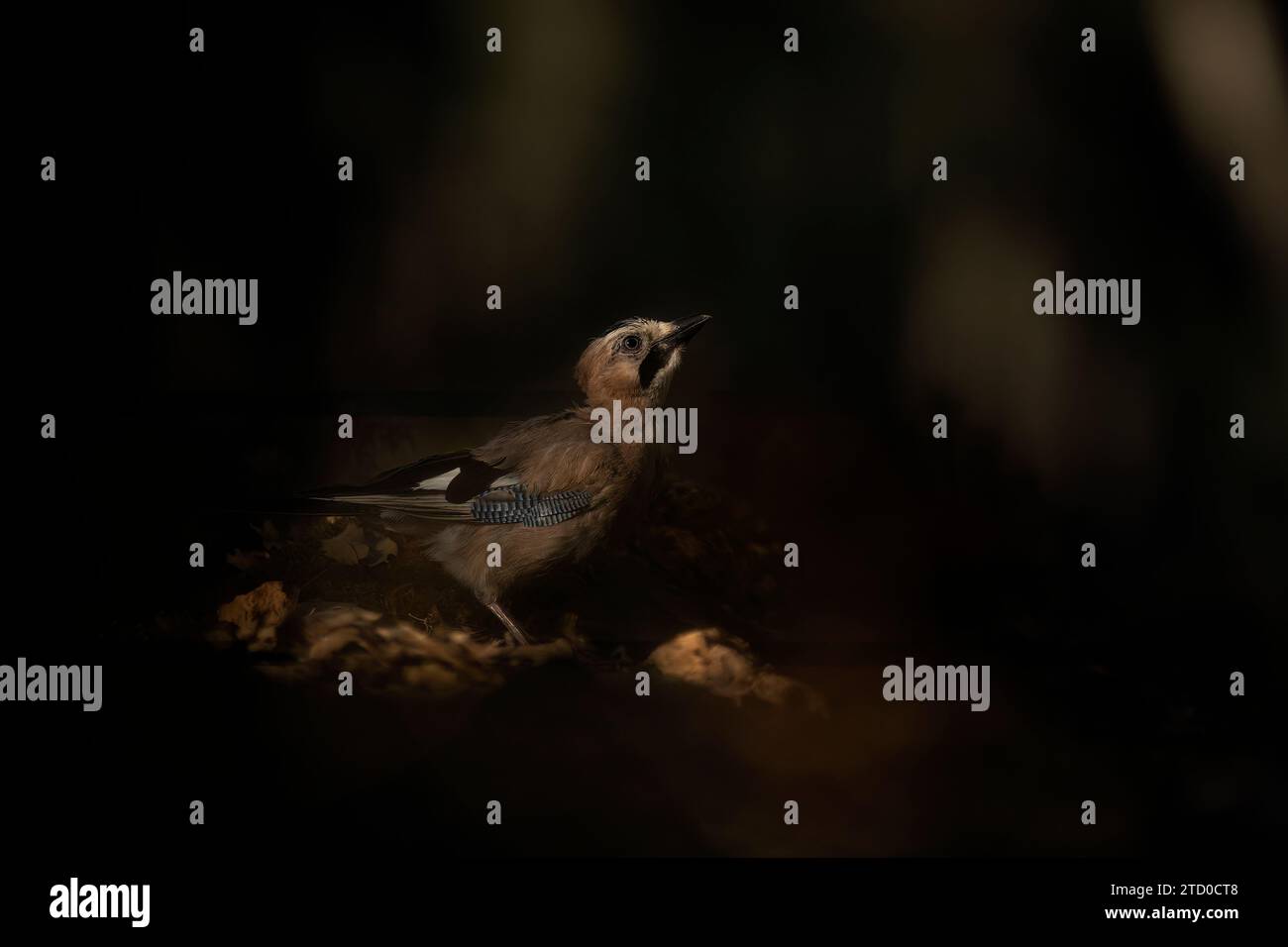 Ein einsamer eurasischer jay, gefangen in einer stimmungsvollen, schwach beleuchteten Waldumgebung, die den natürlichen Lebensraum des Vogels hervorhebt. Stockfoto