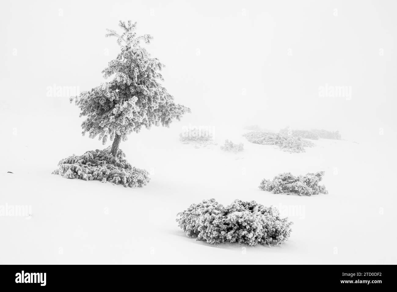 Grüne Bäume mit Ästen und Blättern, die in Frost getaucht sind und auf verschneiten Gletscherlagunen von Neila Spanien stehen, gegen verwölkten Schneefall im Tagligh Stockfoto