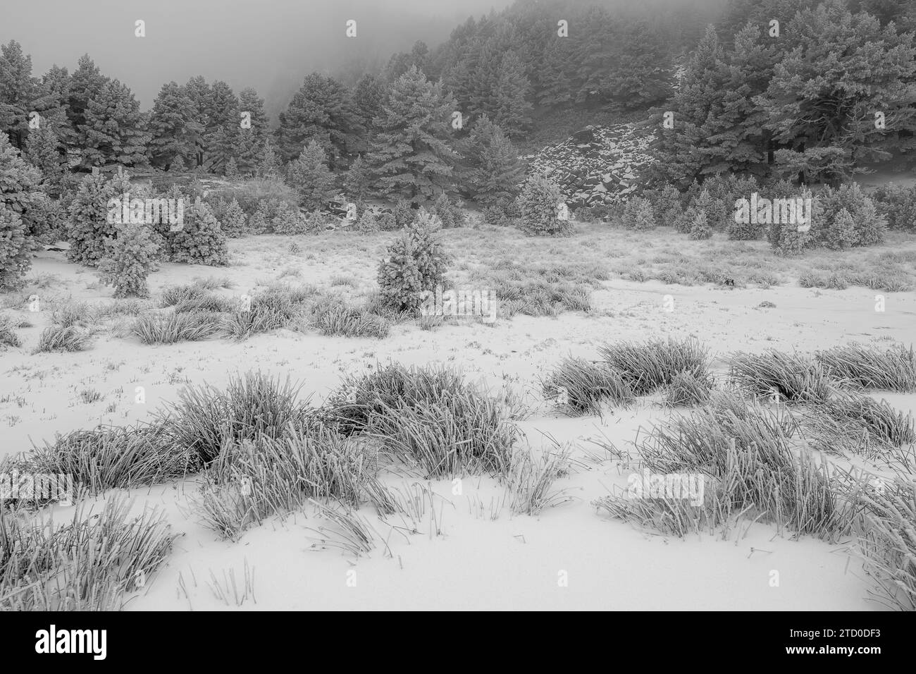 Grüne Bäume mit Blättern und Büschen, die mit Frost bedeckt sind und auf verschneiten Gletscherlagunen von Neila, Spanien, Europa, gegen verschwommenen und nebeligen Himmel und Schnee stehen Stockfoto
