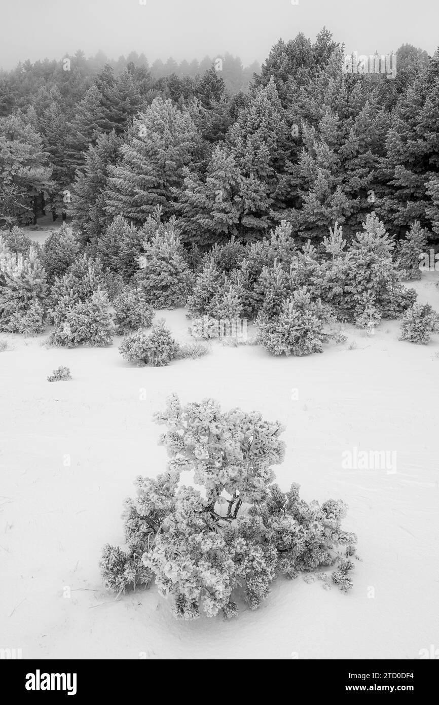 Hoher Winkel von grünen Bäumen mit Blättern und Büschen bedeckt mit Frost und stehend auf verschneiten Gletscherlagunen von Neila Spanien Europa gegen Unschärfe und nebel Stockfoto