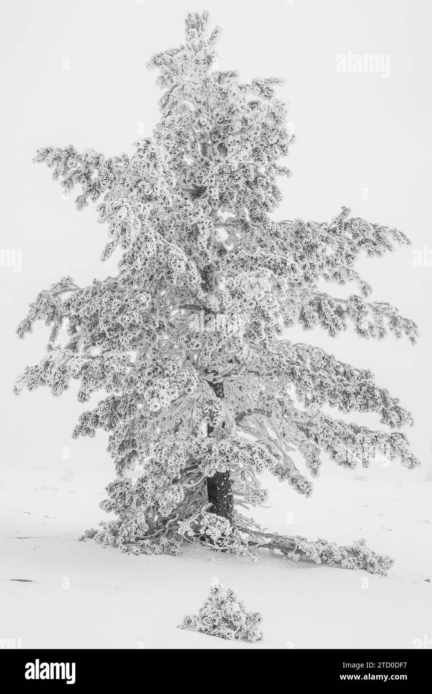 Baum mit Ästen und Blättern, eingetaucht in Frost und stehend auf verschneiten Gletscherlagunen von Neila Spanien, Europa, vor verschwommenem Schneefall bei Tageslicht Stockfoto