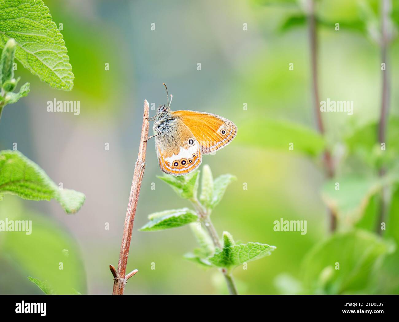 Ein zarter orangener Schmetterling thront auf einem dünnen Zweig zwischen grünen Blättern und zeigt seine gemusterten Flügel in einer ruhigen Gartenumgebung. Coenonympha arca Stockfoto