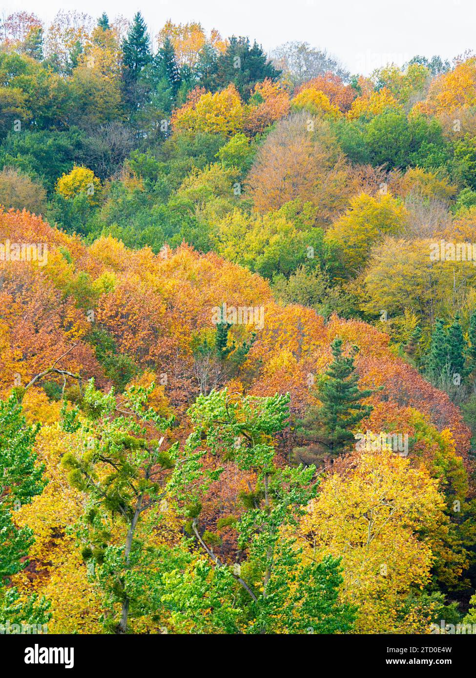 Ein lebhafter Teppich aus herbstlichen Farben ziert das dichte Laub eines Waldes und zeigt den jahreszeitlichen Übergang. Stockfoto