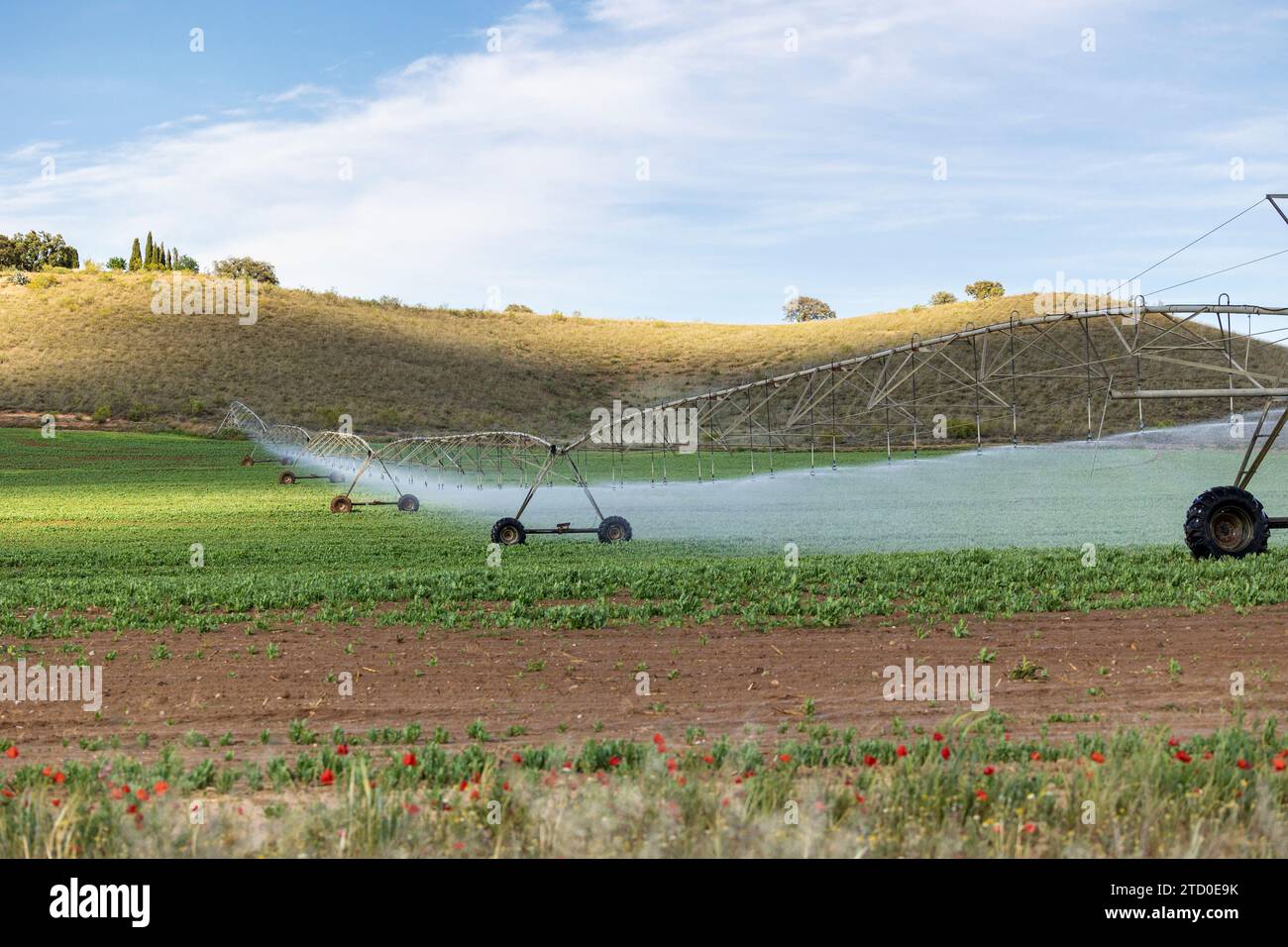 Bewässerungssystem zur Bewässerung von Pflanzen auf einem üppigen Feld mit klarem blauem Himmel und sanften Hügeln im Hintergrund. Stockfoto