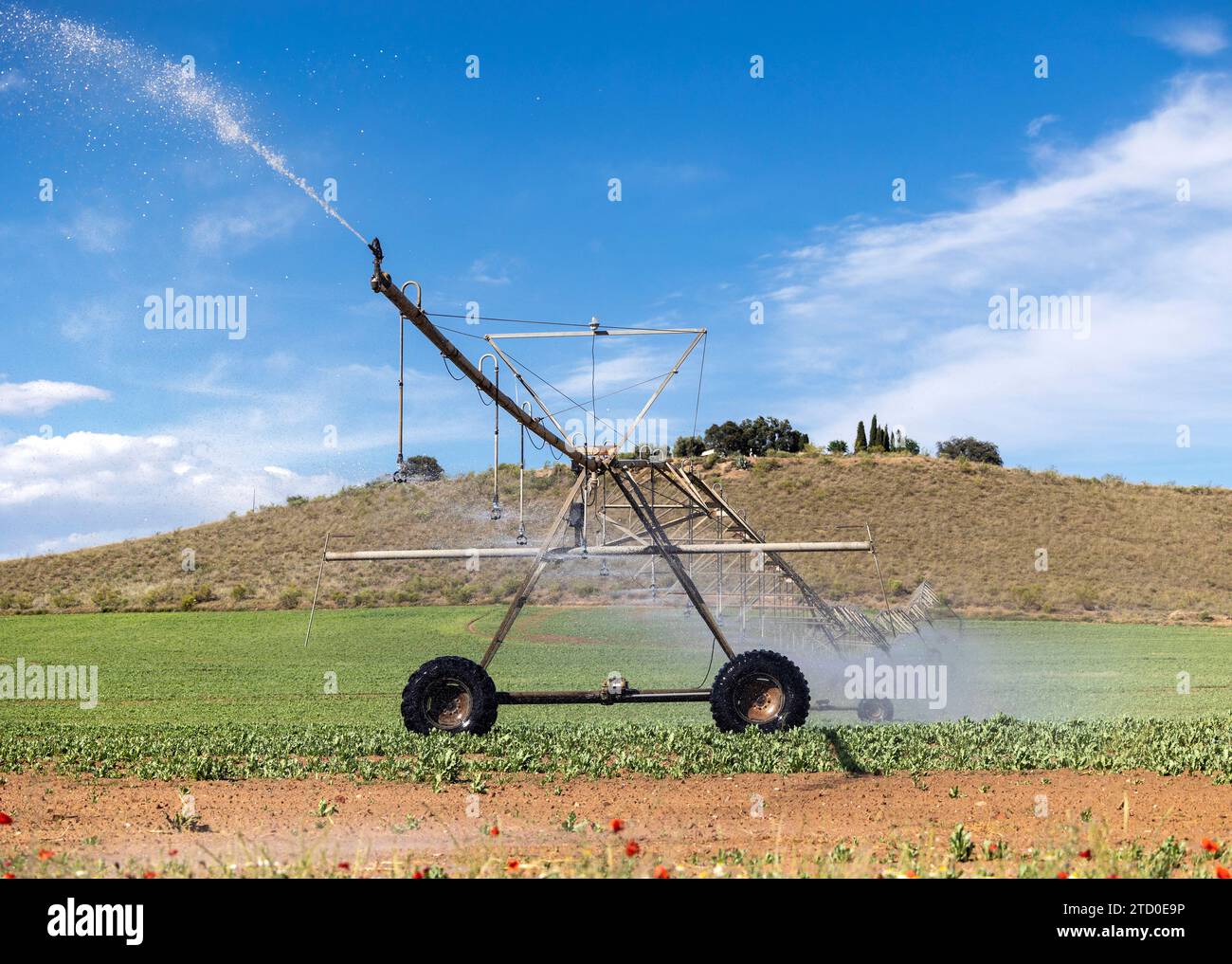 Ein Bewässerungssystem bewässert landwirtschaftliche Nutzpflanzen effizient unter einem klaren blauen Himmel, mit üppigem Grün und einer sanften Hügellandschaft im Hinterland Stockfoto