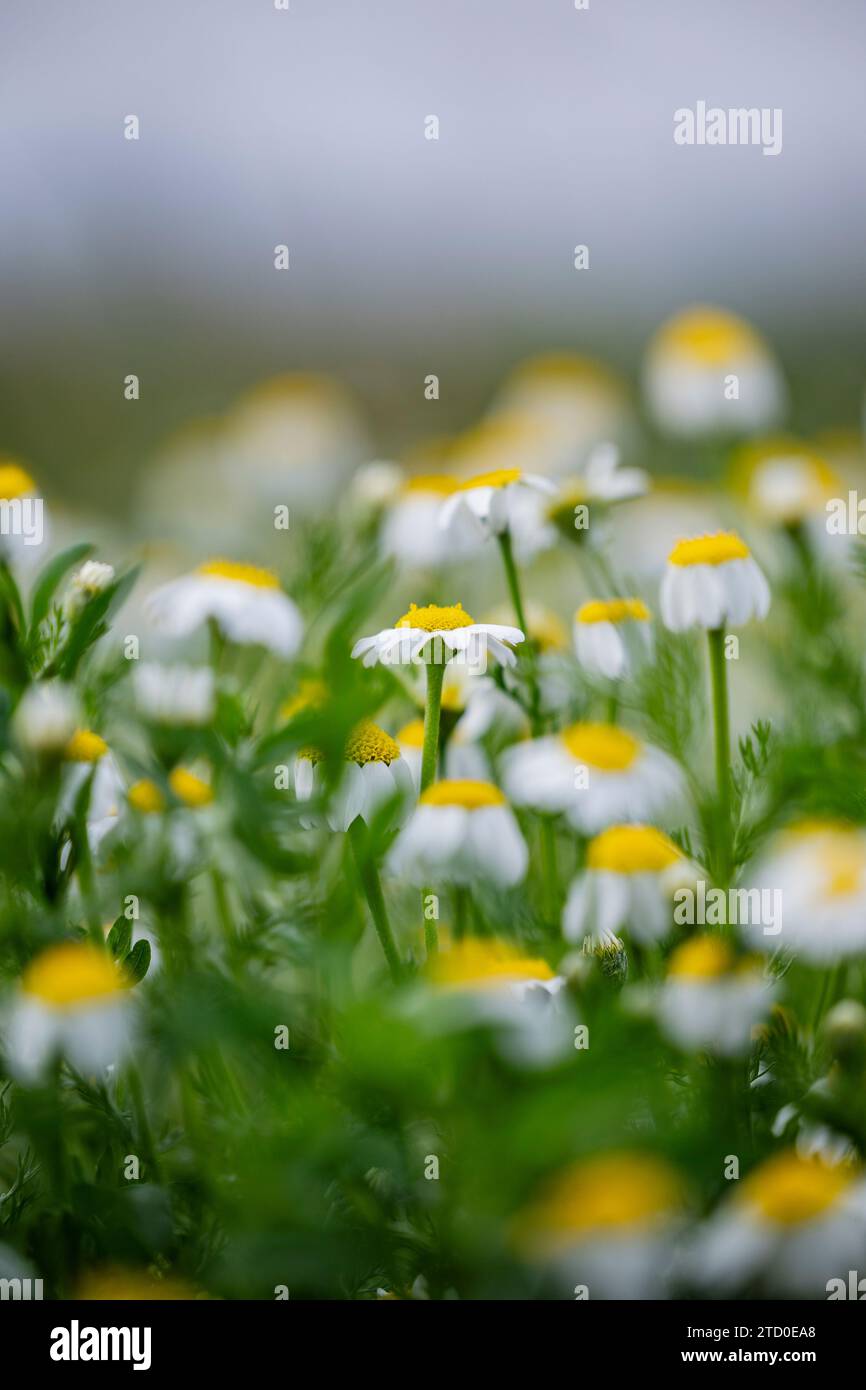Ein ruhiges Feld von kleinen Kamillenblüten in Blüte mit geringer Schärfentiefe. Stockfoto