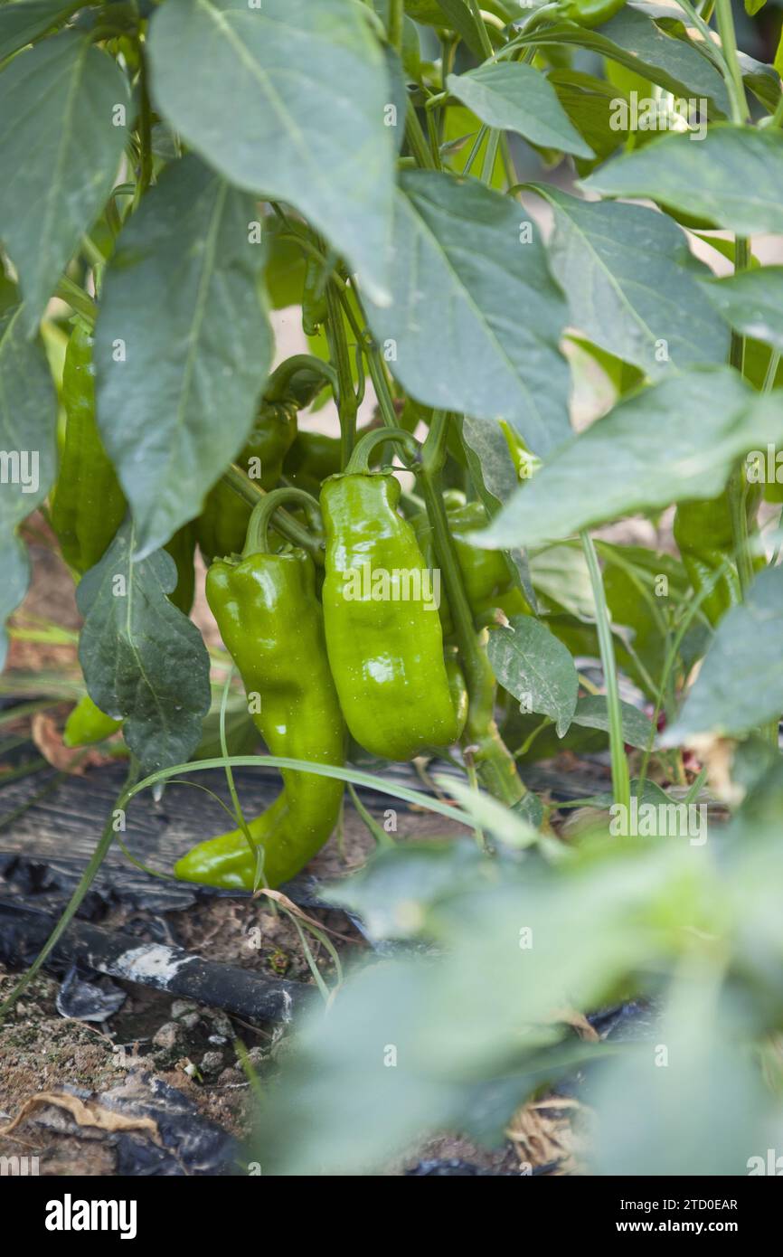 Saftig grüne Paprika, die auf der Rebe Reifen, umgeben von üppigen Blättern in einem Gartenbeet im Freien, die den natürlichen Wachstumsprozess veranschaulichen. Stockfoto