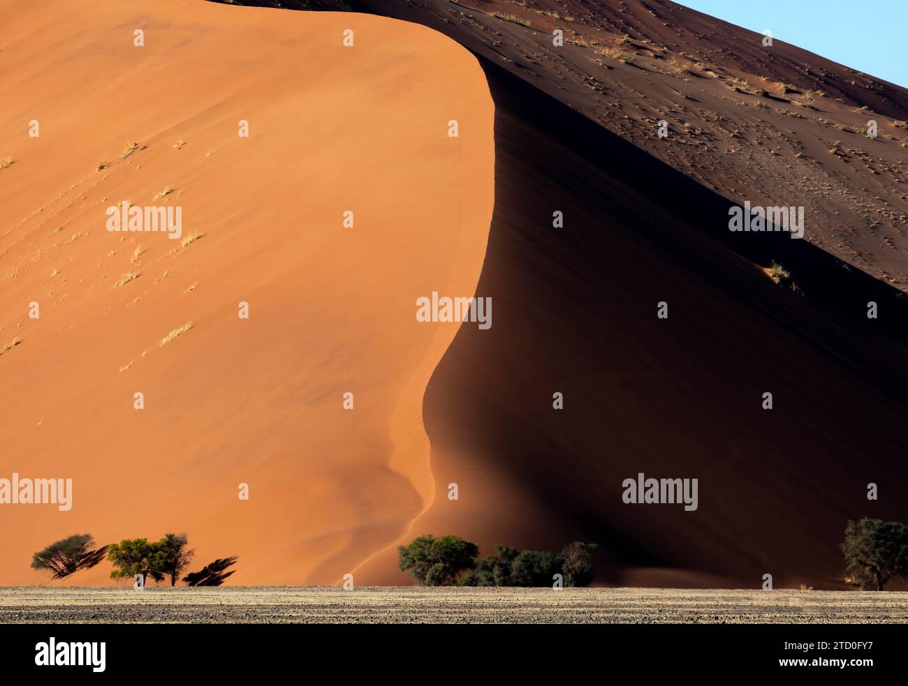 Majestätische Aussicht, die den starken Kontrast zwischen den hohen Sanddünen und den widerstandsfähigen Bäumen an ihrer Basis in der namibischen Wüste unter klarem SK festmacht Stockfoto