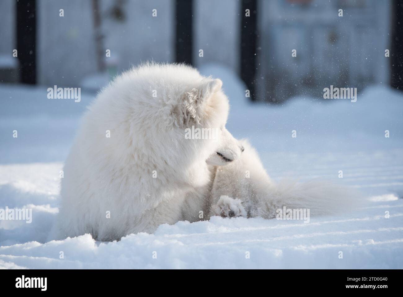 Samoyed weißen Hund Nahaufnahme auf Schnee draußen im Winter Hintergrund Stockfoto